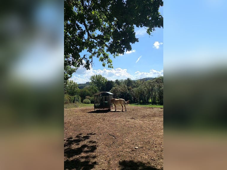 Pastoreo de verano para caballo de fácil mantenimiento