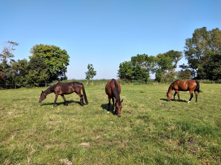 Pastoreo en la costa del Mar del Norte / también lugares disponibles durante todo el año