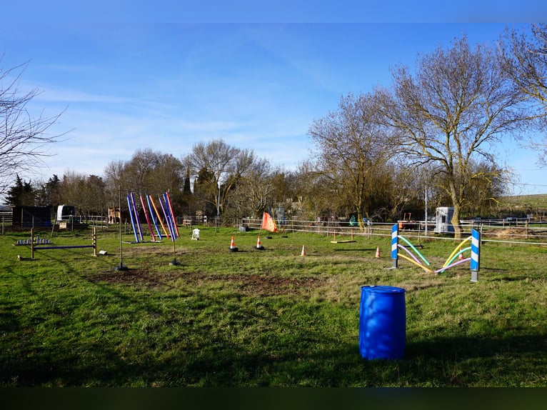  Pension chevaux – Bien-être et nature à la frontière de l’Aude et de l’Ariège 