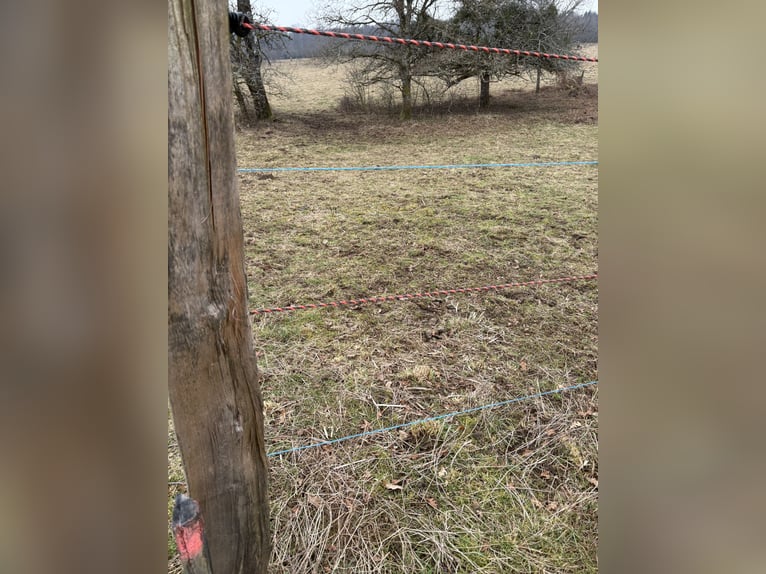 Pension près  Pension près