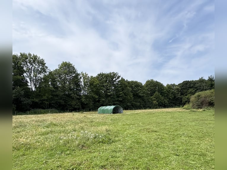 Pension près  Pension près