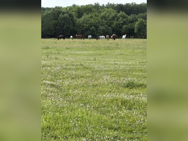 Pension près  Pension près