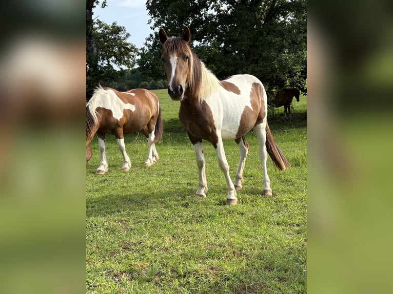 Pension près  Pension près