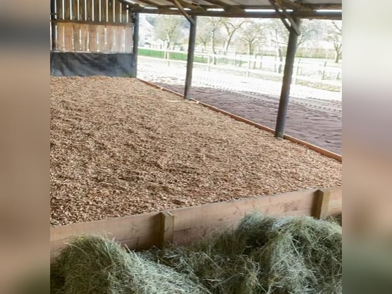 Plaza de pupilaje para caballos mayores o para una temporada de descanso.