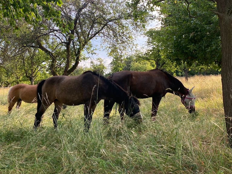 Sommerweide / Sommerkoppel