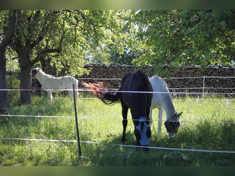 Sommerweide / Sommerkoppel