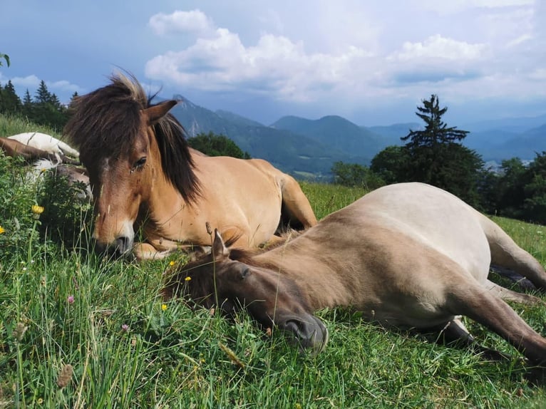 Vacaciones de verano para tu caballo islandés