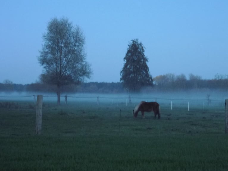 Wiese Weideplatz Rentnerwiese Pony Ganzjahreswiese