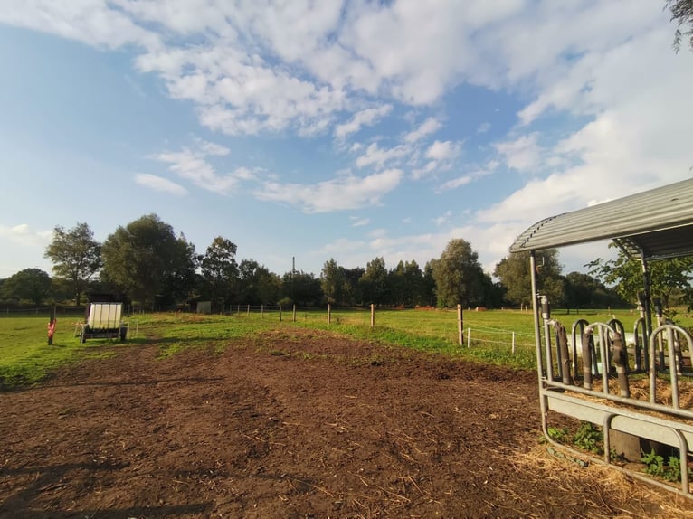 Wiese Weideplatz Rentnerwiese Pony Ganzjahreswiese