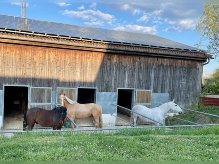 1 Paddock-Box , ab März frei! (VP/ private Reitanlage)