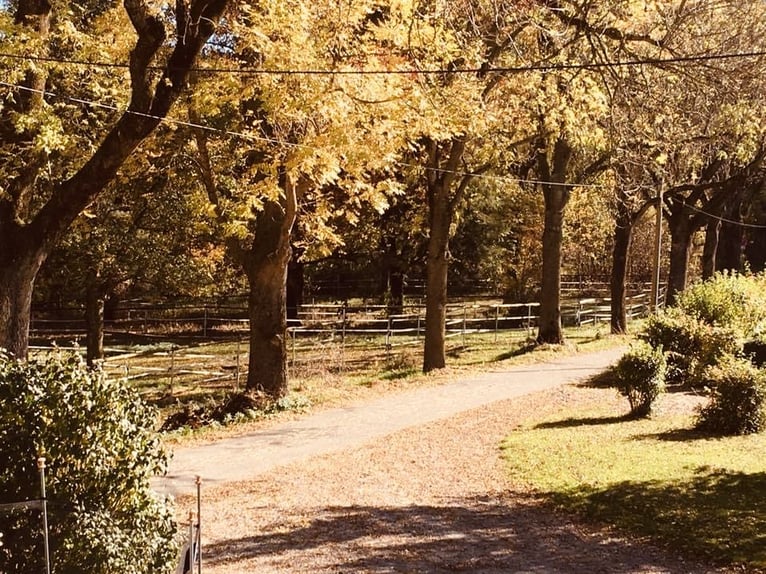 ¡Actualmente, en nuestras hermosas instalaciones ecuestres, disponemos de un box de paddock con pens