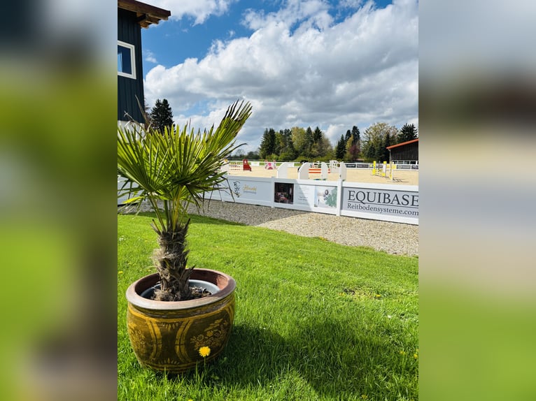 ¡Actualmente, en nuestras hermosas instalaciones ecuestres, disponemos de un box de paddock con pens