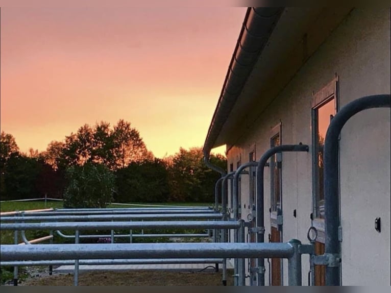 ¡Actualmente, en nuestras hermosas instalaciones ecuestres, disponemos de un box de paddock con pens