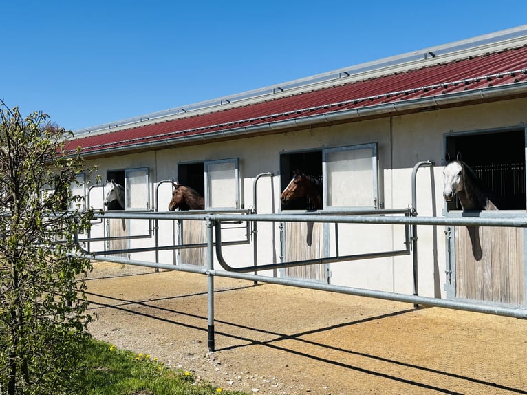 ¡Actualmente, en nuestras hermosas instalaciones ecuestres, disponemos de un box de paddock con pens