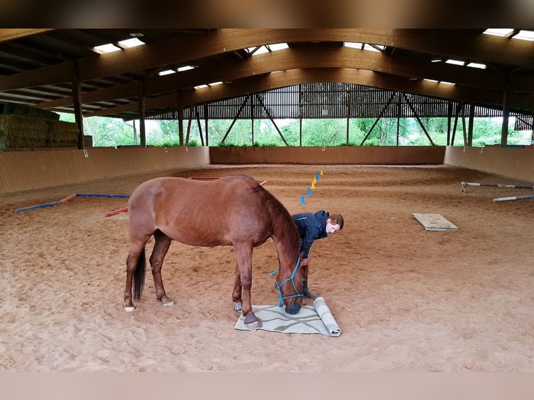 Aire fresco, ubicación tranquila, pista cubierta abierta y excelentes rutas para pasear a caballo. ¡