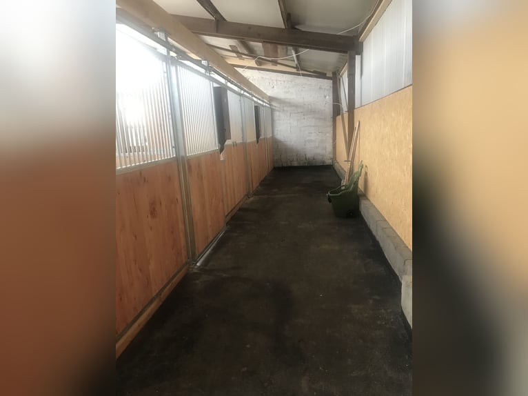 🐴 Box de paddock a partir del 01/10/2026 en Murr – Paquete completo de cuidado