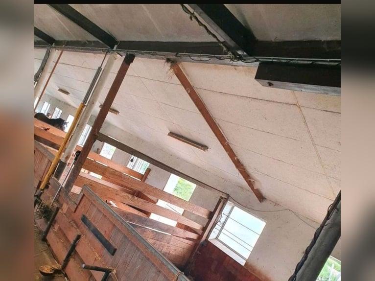Box de paddock