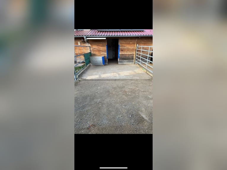 Box de paddock disponible en 91074 Burgstall (Herzogenaurach)