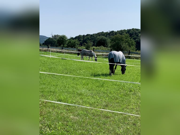 Box de paddock disponible en Viernheim: alojamiento adecuado para una vida en libertad, con la mejor