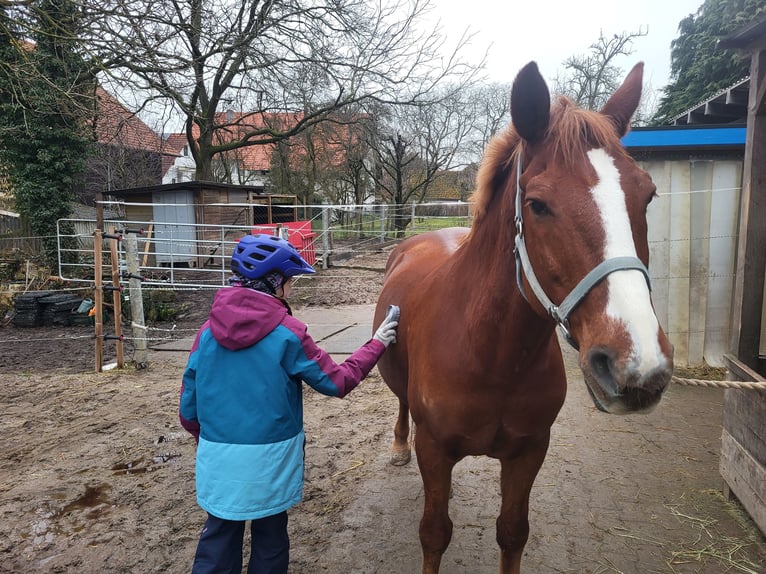 Box de paddock disponible para caballo de enseñanza