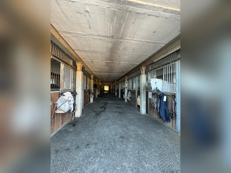 Box en paddock, box con ventana, cerca de Suiza, pensión completa y entrenamiento, 2 pistas cubierta