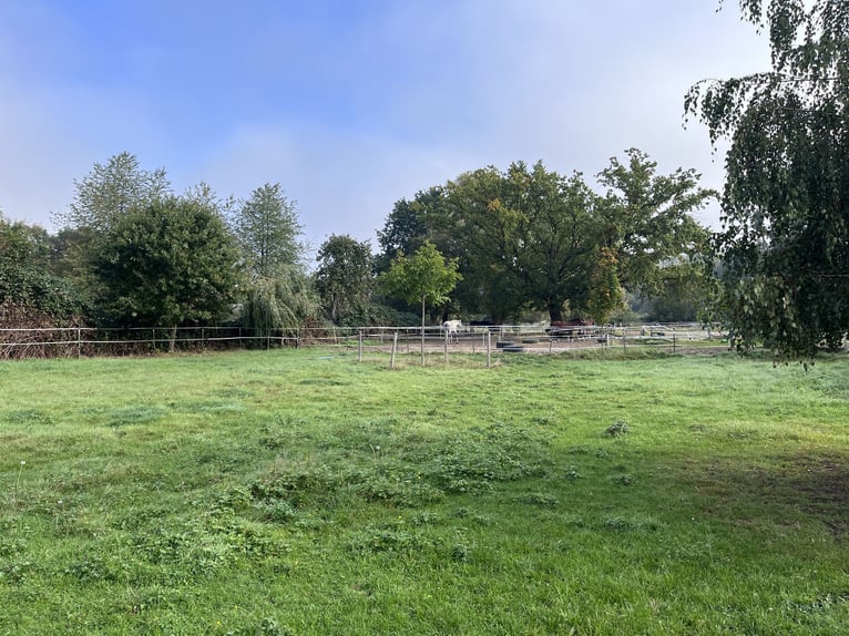 Box exterior / paddock box available – stallion keeping possible