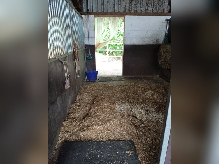 🐴 Boxe de paddock disponibles con cariño en Dinslaken Oberlohberg