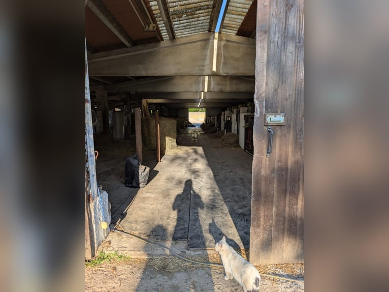 Boxe de paddock libres en el establo de primera categoría en Sajonia (Lossatal)