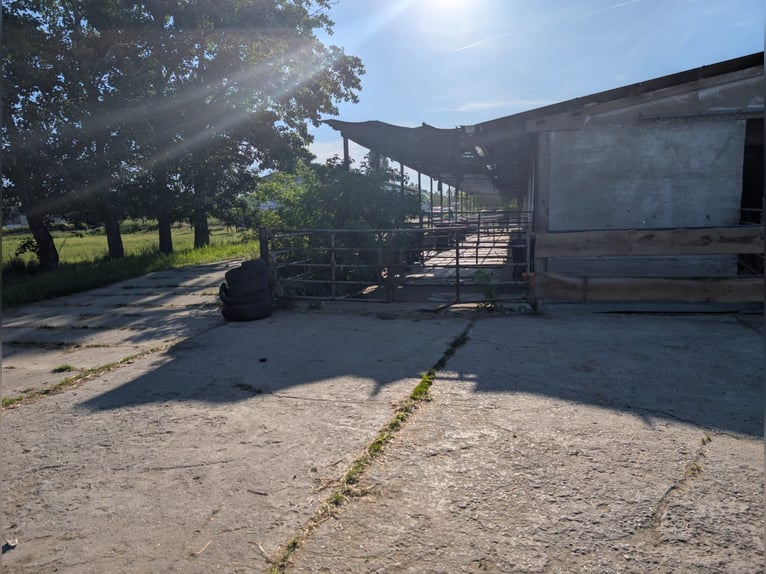 Boxe de paddock libres en el establo de primera categoría en Sajonia (Lossatal)