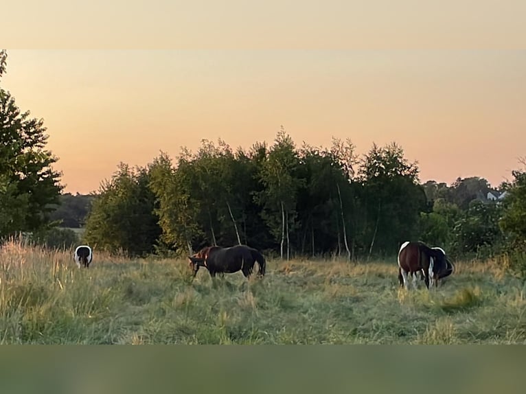 Boxe de paddock para caballos castrados hasta 1,55 m