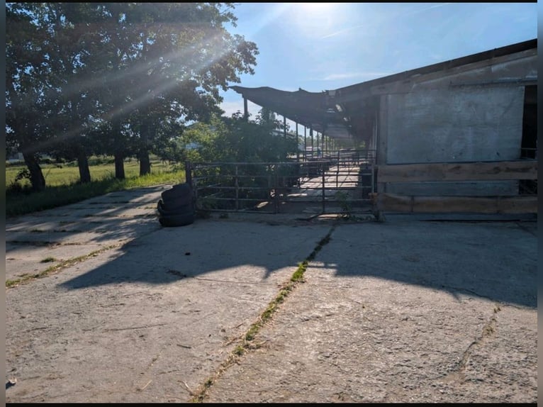 Boxen en paddock disponibles - Pension, entrenamiento, rehabilitación