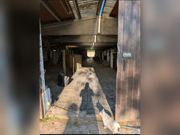 Boxen en paddock disponibles - Pension, entrenamiento, rehabilitación