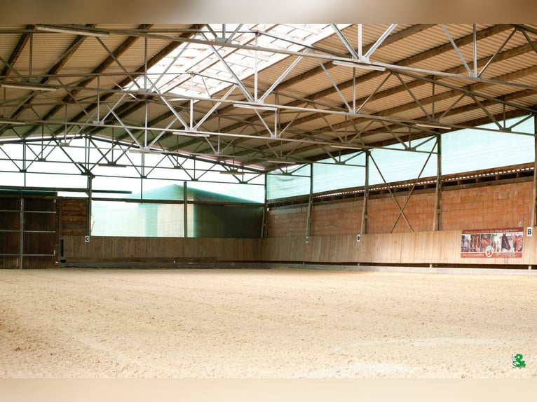 Boxen frei auf TOP Reitanlage mit 2 Reithallen / Pferde ReHa / AQUA-Trainer