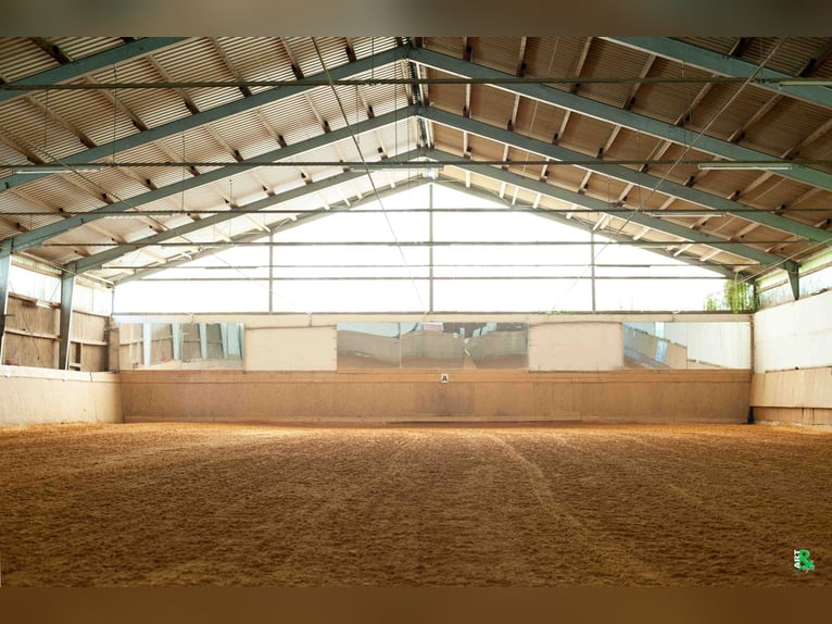 Boxen frei auf TOP Reitanlage mit 2 Reithallen / Pferde ReHa / AQUA-Trainer