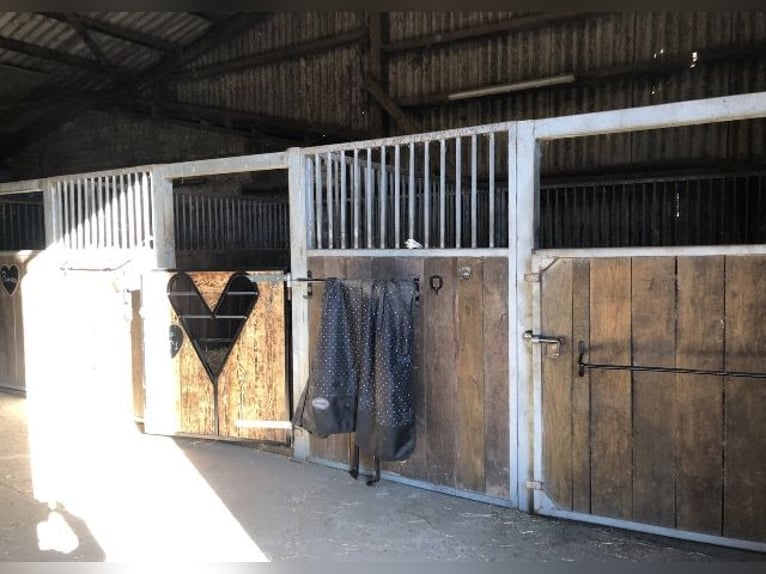 Boxen, Offenstallplatz 