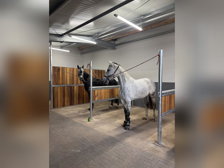 Boxes de paddock disponibles