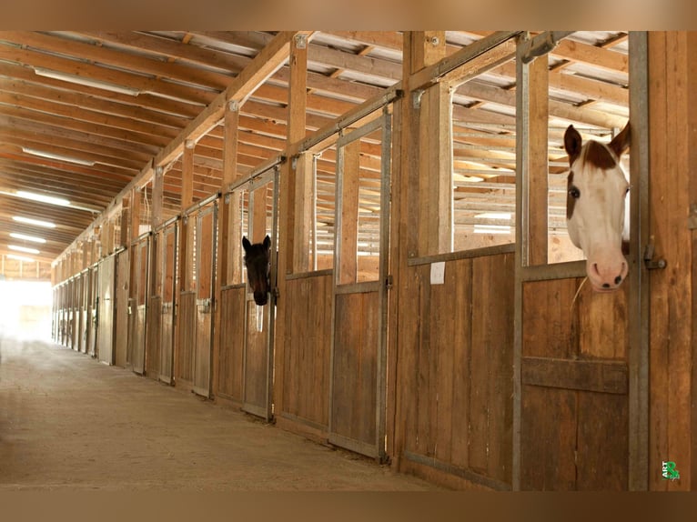 Boxes disponibles en una hípica de primer nivel con 2 pistas cubiertas / rehabilitación equina / AQU