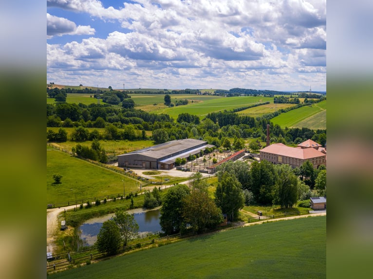 Boxes en paddock con pensión completa o en autoservicio