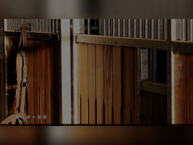 Casillas en paddock disponibles para alquiler