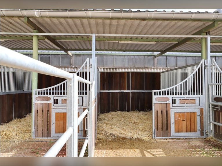 Dos boxes de paddock muy bonitas disponibles a partir del 1 de diciembre.