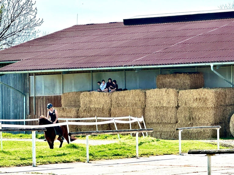 Einstellplätze am Islandpferdehof Reitzentrum Gut Sachsengang bei Wien