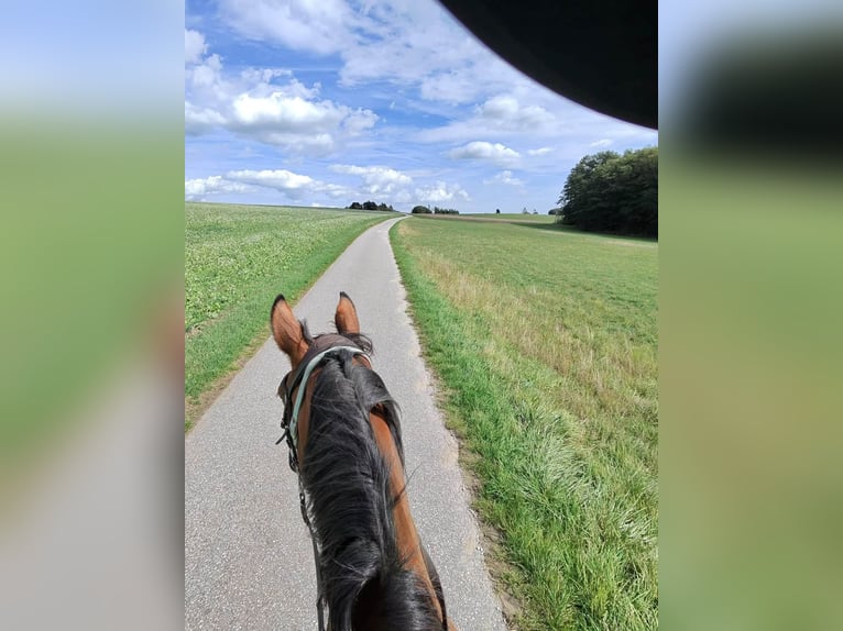 🐴 Espacios de estabulación disponibles en la MCC Ranch en la región de Waldviertel