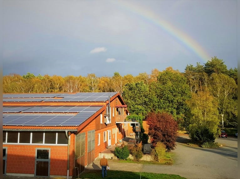 Establo de paddock moderno, luminoso y ventilado, en un complejo de establos de ensueño