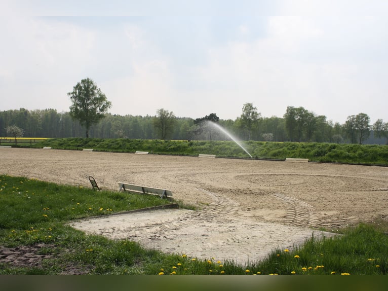 Establo de paddock moderno, luminoso y ventilado, en un complejo de establos de ensueño