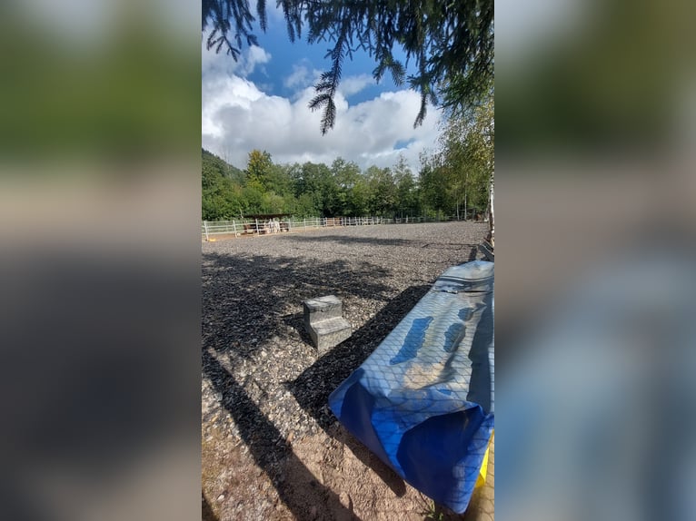 Establo privado con 3 boxes libres, ideal para caballos, ponis, caballos en jubilación, cabras y cie