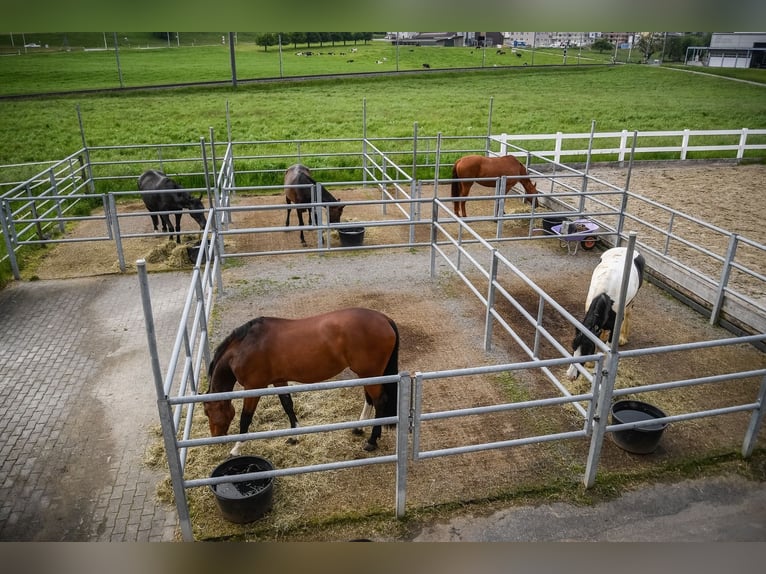 Freie Auslauf- und Innenboxen