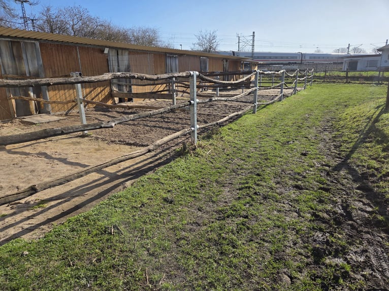 🐴 Gran box de paddock para alquilar en una pequeña asociación 🐴
