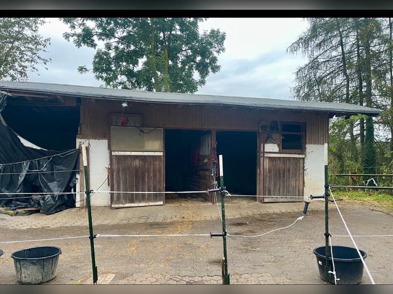 Große Paddockbox mit eigenem Abgang zur Wiese 