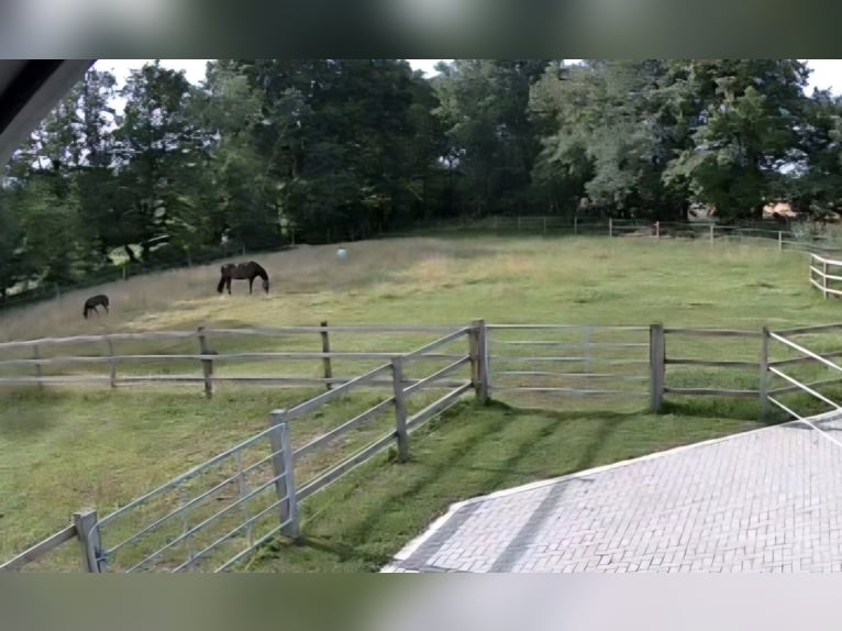 Große Paddockbox mit ganzjährig Weide für Pony/Kleinpferd: Renter/Reha/Jung