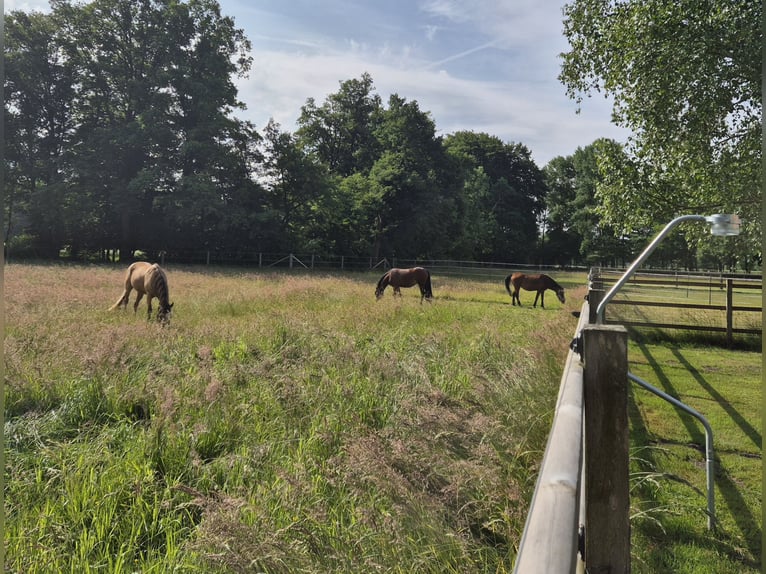 Große Paddockbox mit ganzjährig Weide für Pony/Kleinpferd: Renter/Reha/Jung